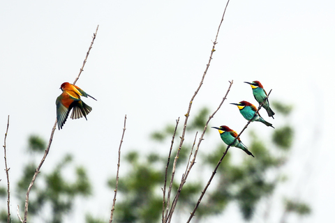 Merops apiaster