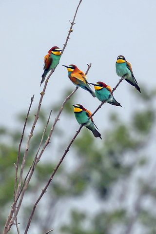 Merops apiaster