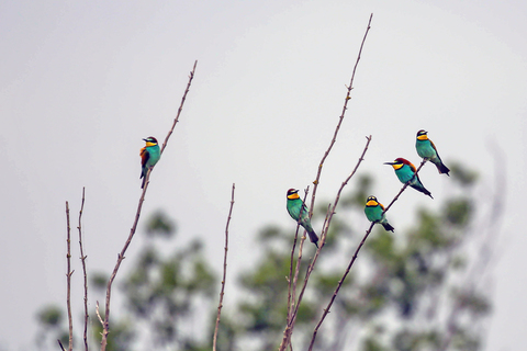 Merops apiaster