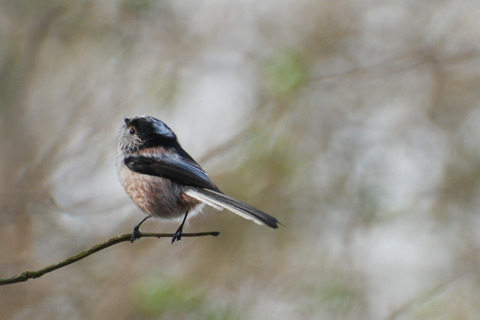 Mésange à longue queue - Aegithalos caudatus