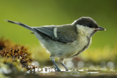Mésange charbonnière à l'abreuvoir