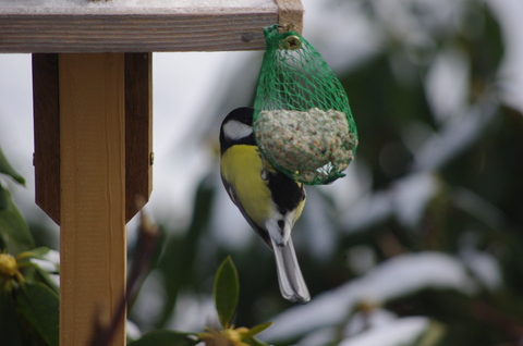 Mésange charbonnière en hiver
