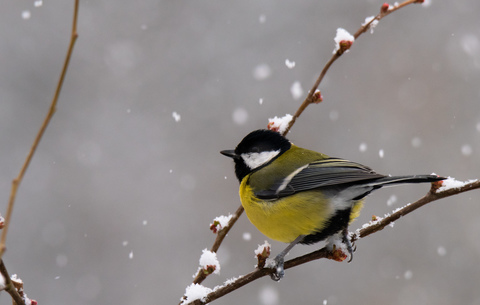 mésange charbonnière janvier 2019