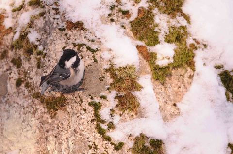 Mésange noire - Periparus ater