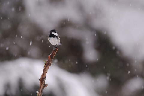 Mésange noire - Periparus ater