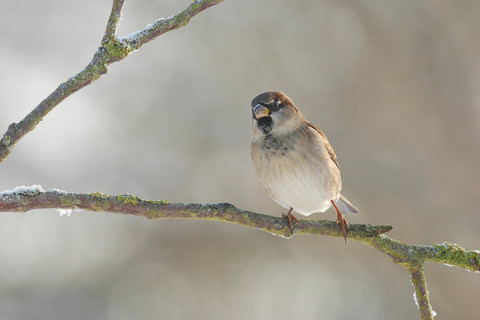 Moineau domestique - Passer domesticus
