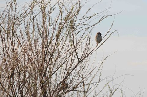 Moineau friquet - Passer montanus