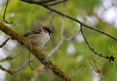 Moineau friquet