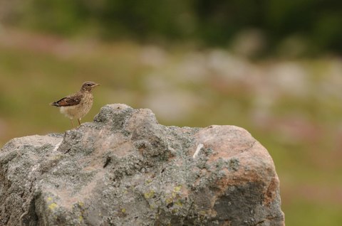 Monticole de roche - Monticola saxatilis - juvénile