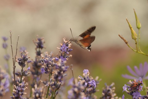 Moro-sphinx - Macroglossum stellatarum