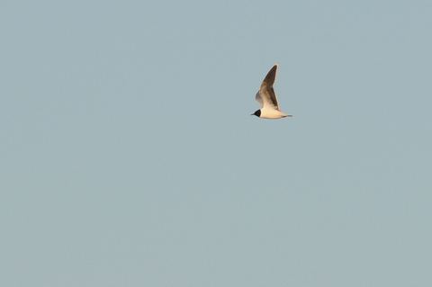 Mouette pygmée - Hydrocoloeus minutus