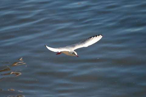 Mouette rieuse - Chroicocephalus ridibundus