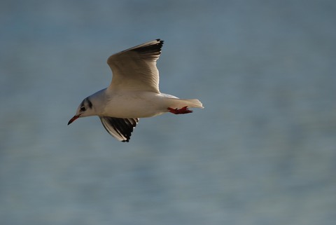 Mouette rieuse - Chroicocephalus ridibundus
