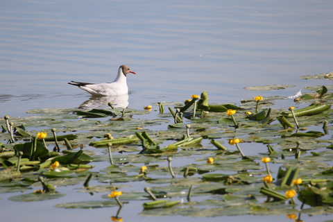 MOUETTE RIEUSE
