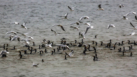 Mouettes rieuses et Grands cormorans