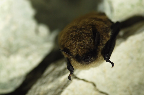 Murin à moustaches (Myotis mystacinus) - hibernation