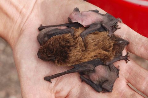 Noctule de Leisler avec ses jeunes