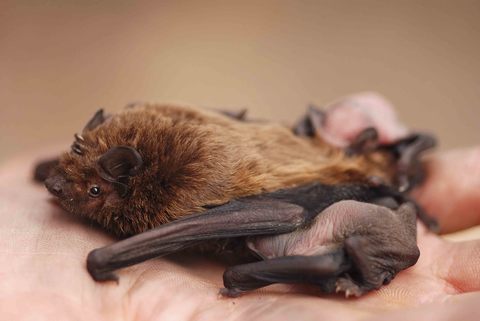 Noctule de leisler avec ses jeunes