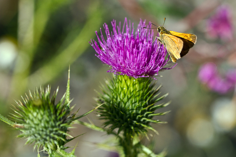 Ochlodes venatus