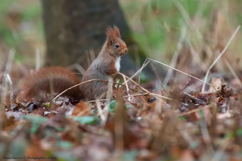 Ecureuil roux - Sciurus vulgaris