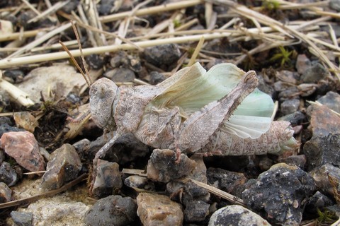 Oedipoda caerulescens