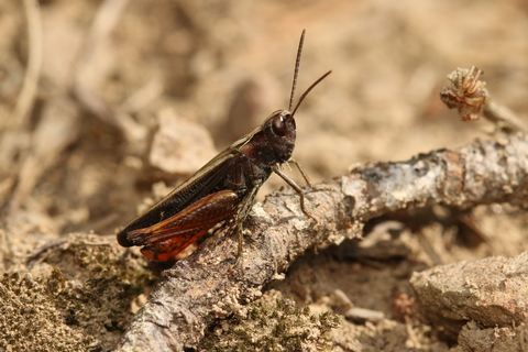 Omocestus rufipes