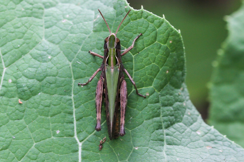 Omocestus rufipes