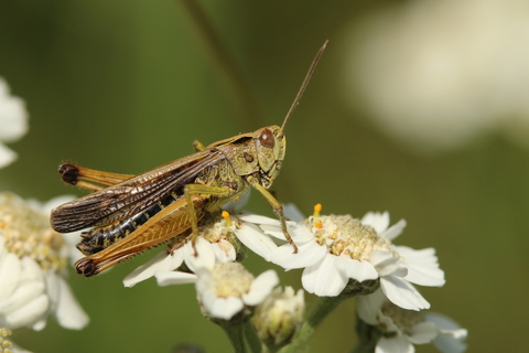 Omocestus viridulus
