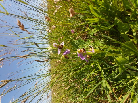 Ophrys abeille, prairie du Chablisien, commune de Maligny (89)