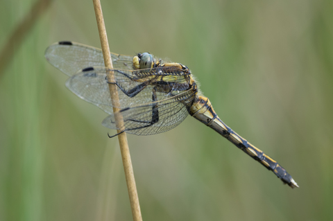 Orthétrum à stylets blancs (Orthetrum albistylum)