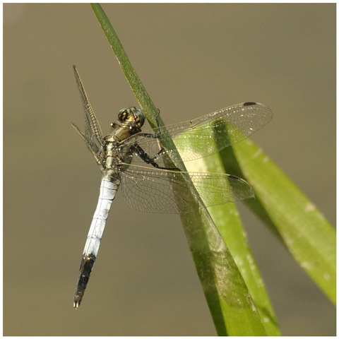 Orthetrum à stylets blancs