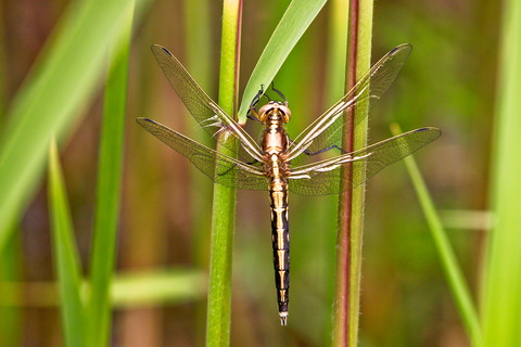 Orthetrum albistylum