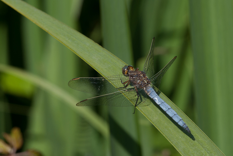 Orthétrum bleuissant (Orthetrum coerulescens)