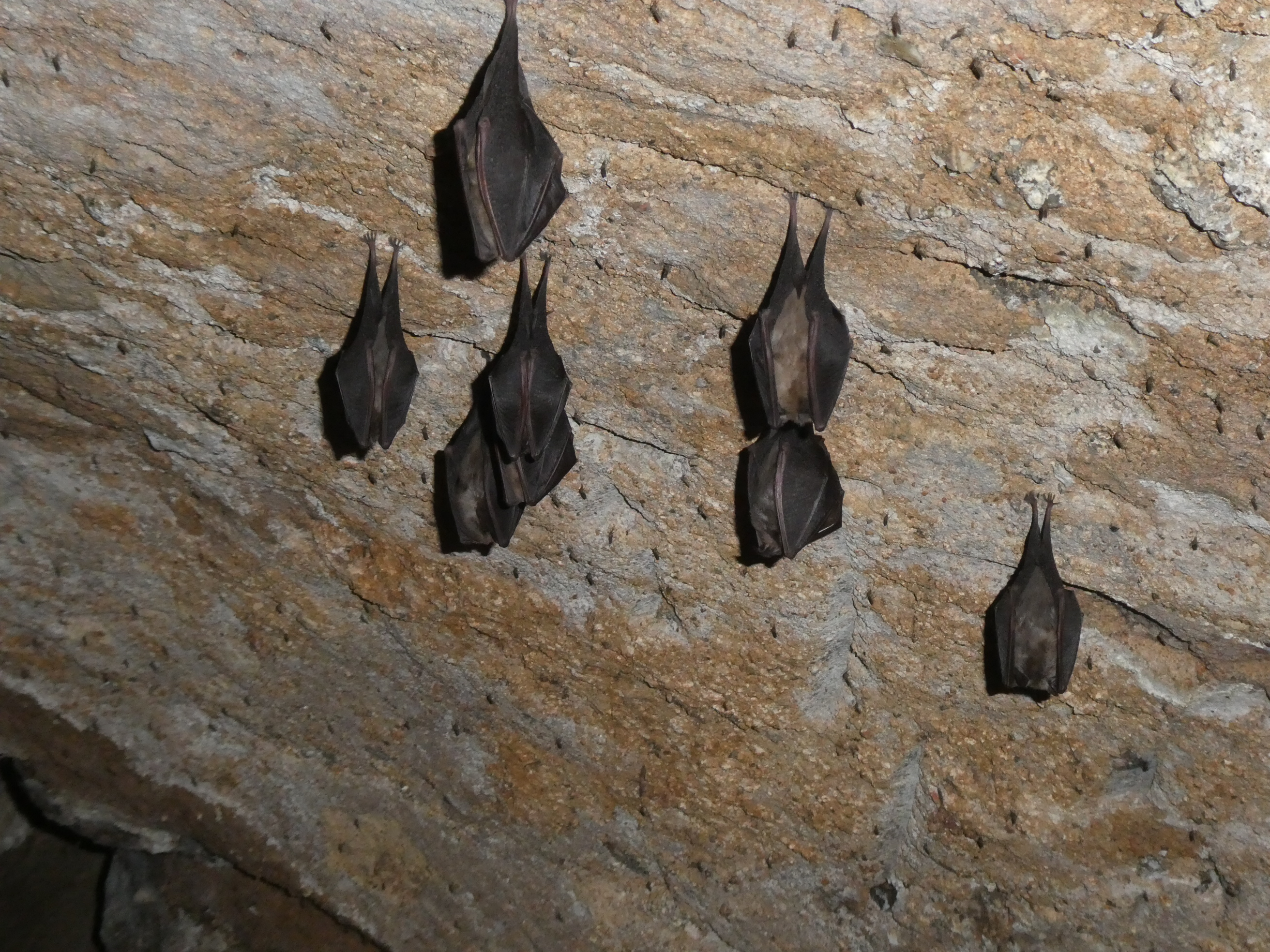 Programme Petit rhinolophe dans ma cave