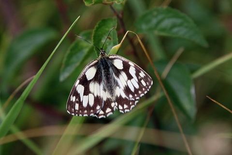 Papillon demi deuil