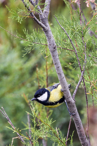 Parus major
