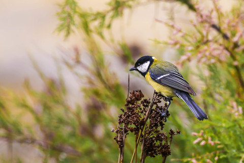 Parus major