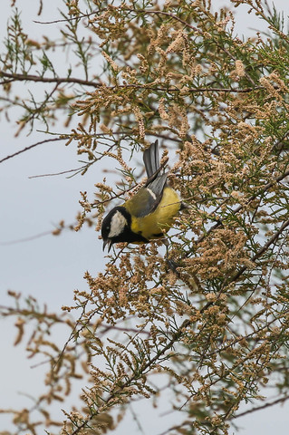 Parus major