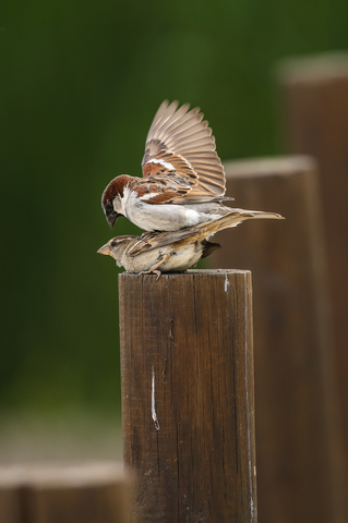 Passer domesticus