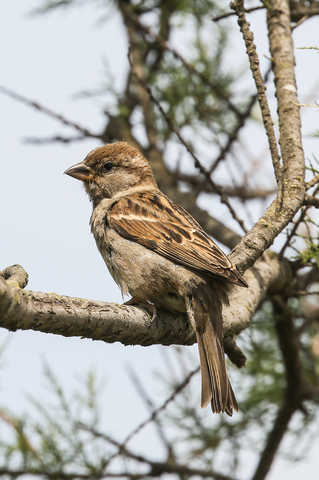 Passer domesticus