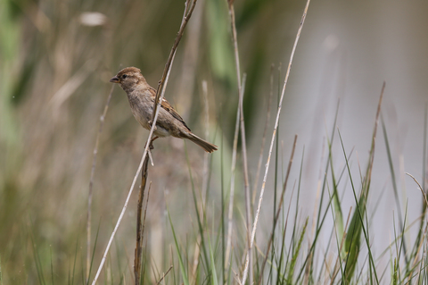 Passer domesticus