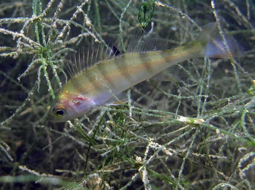 Poisson perca fluviatilis (perche) : fiche complète, paramètres, volume,  maintenance en aquarium, reproduction et nourriture