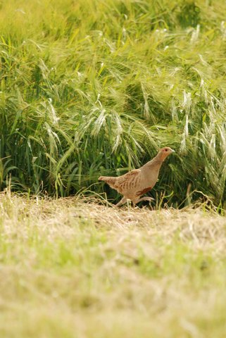 Perdrix grise - Perdix perdix
