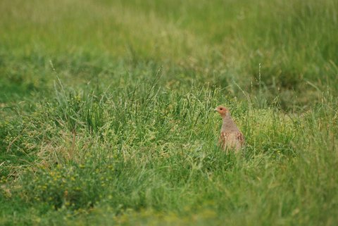 Perdrix grise - Perdix perdix