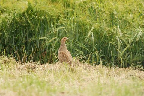 Perdrix grise - Perdix perdix