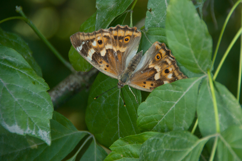 Petit Mars changeant (Apatura ilia)