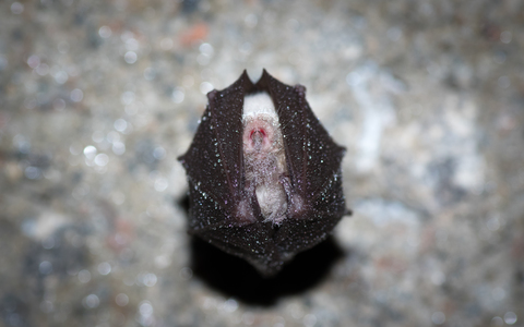 Petit rhinolophe