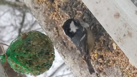 Petite mésange noire 