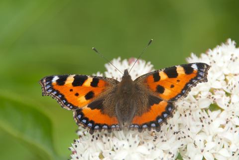 Petite Tortue (Aglais urticae)