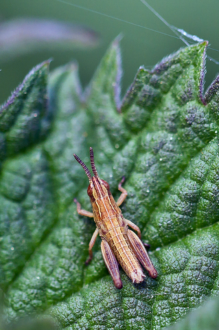 Pezotettix giornae
